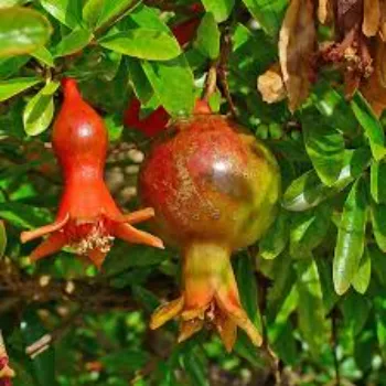 Superb Pomegranate Plant 